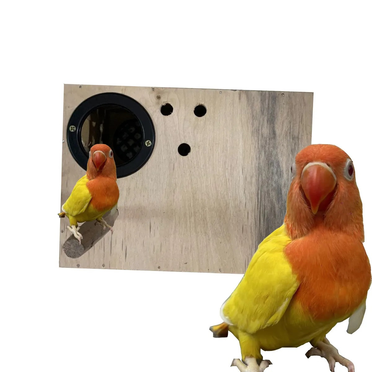 Square Breeding Box for Lovebird Love Bird Cockatiel or medium size Parrot with Perch and Hanging Hook Attached