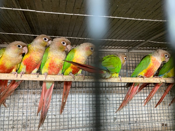 Pineapple conure full breeding pair