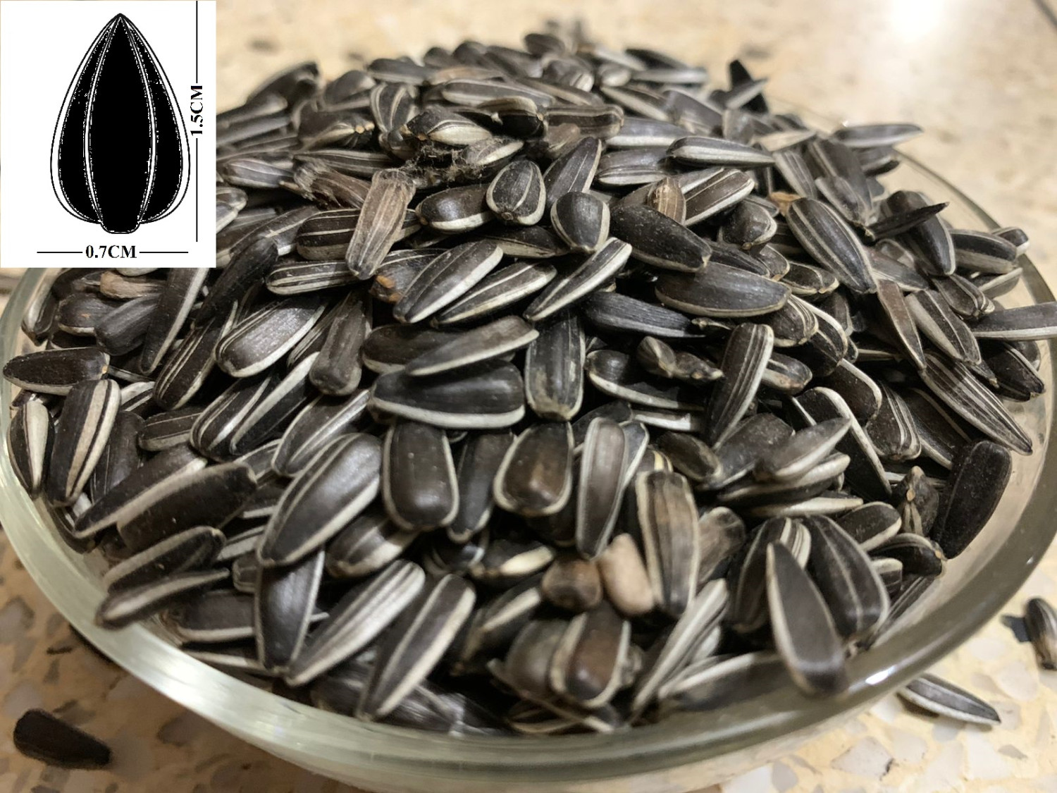 Imported Sunflower seed black and white for all bird 500gm