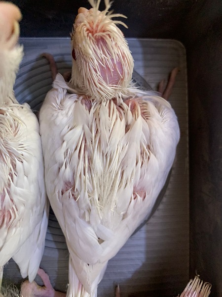 Cockatiel Albino Hand Tame Baby 1 PCS